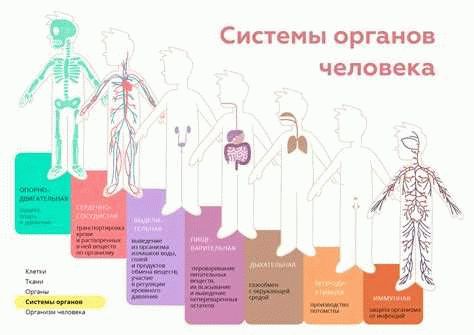 Общие полномочия полномочных органов