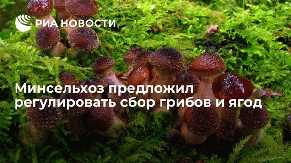 Последствия запрета на сбор грибов для грибников и экосистемы